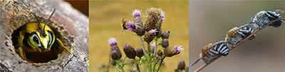 The conservation of urban flower visitors Down Under